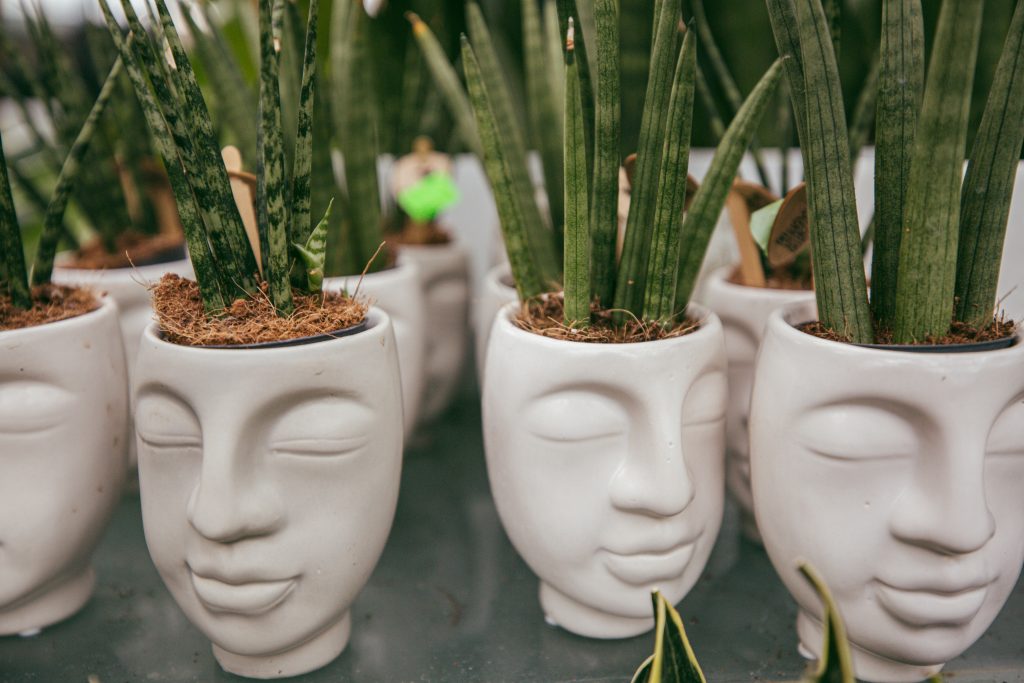 Head-shaped plant pots with greenery sprouting, symbolizing growth, creativity, and interconnected philosophies