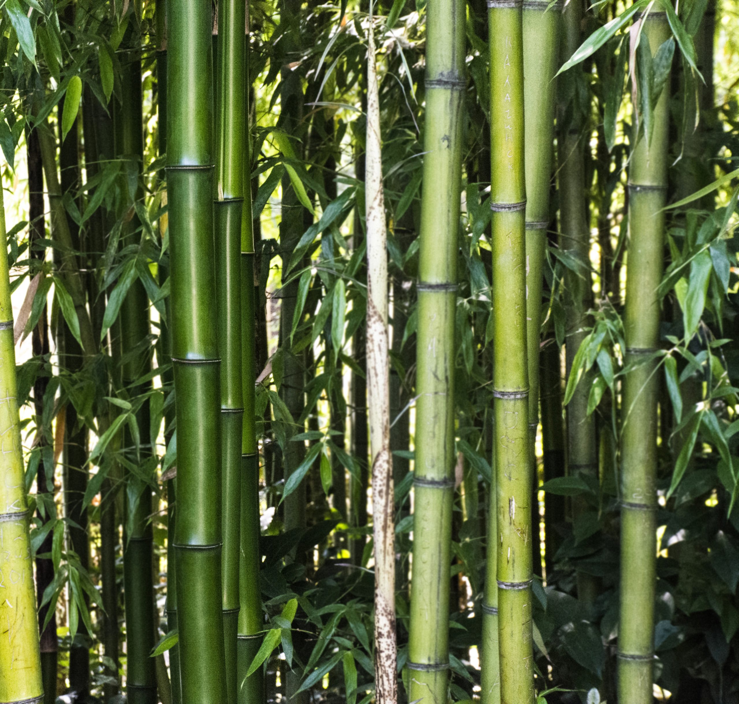Challenging old-growth forest depletion by promoting sustainable bamboo alternatives for social change.